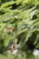 Torburnlea Homestead Luxury Accommodation