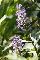 Torburnlea Homestead Luxury Accommodation