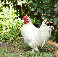 De Hoek Country Hotel