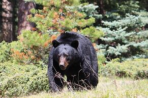Northern Rockies Lodge