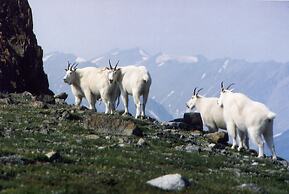 Northern Rockies Lodge