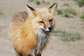 Northern Rockies Lodge
