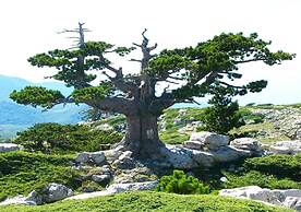 B&B Il Ghiro - Country House