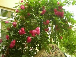 Hotel Marin - All Inclusive