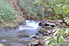Buffalo Creek Bed & Breakfast