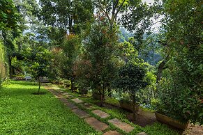 Tea Harvester Munnar