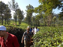 Tea Harvester Munnar