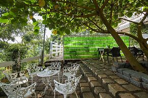 Tea Harvester Munnar