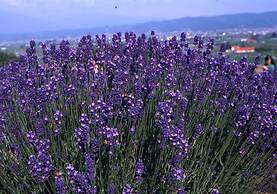 Pension Lavender
