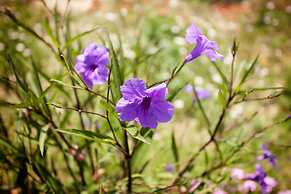 Agro Art Boutique & Luxury Villas