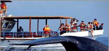 Suwa Arana Resort & Spa