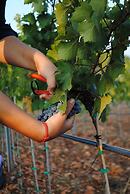 Weingut & Landhotel Can Davero