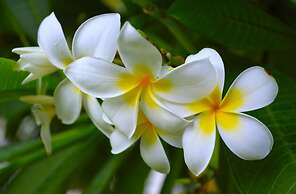 Adang Sea Divers & Eco Lodge Koh Lipe