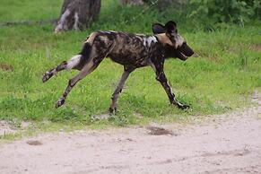 Mogotlho Safari Lodge