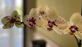 Dreams Onyx Resort & Spa All Inclusive