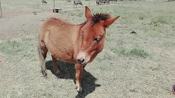 Mountain View Guest House