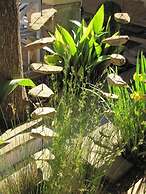 Sandstone Chameleon Guesthouse Fouriesburg