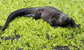 El Paraiso de Isabela