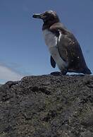 El Paraiso de Isabela