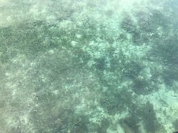 Dusita Resort Kohkood