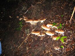 Nouka Minpaku Mirainouen