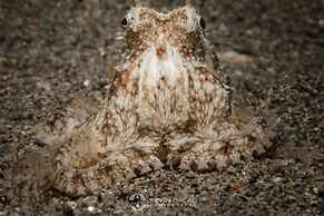 BADLADZ Staycation Condos