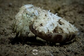 BADLADZ Staycation Condos