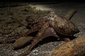 BADLADZ Staycation Condos