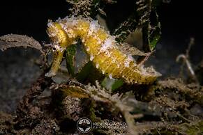 BADLADZ Staycation Condos