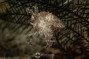 BADLADZ Staycation Condos