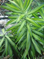 Relaxed Style of Stay