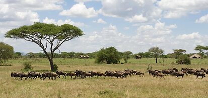 Ikoma tented Camp