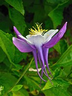 Millbrook Country House Bed & Breakfast