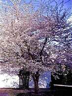 Millbrook Country House Bed & Breakfast