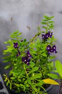 Kaya Mani Thai Villa Resort Samui