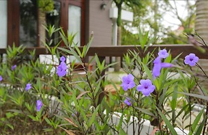 Hanging Garden Hoi An