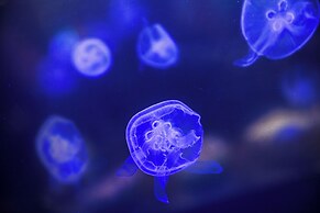 Hotel Bali An Resort Kinshicho - Adults Only