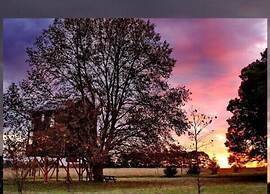 Sycamore Avenue Treehouses