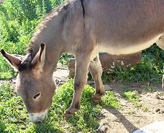 Agriturismo La Casa di Bacco