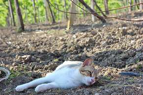 Agriturismo La Casa di Bacco