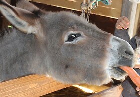 Agriturismo La Casa di Bacco