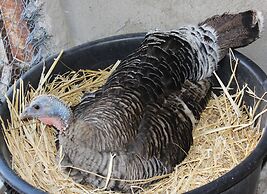 Agriturismo La Casa di Bacco