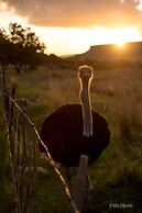 Springwater Cottages