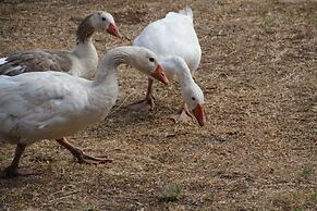 Springwater Cottages