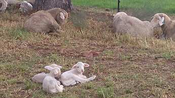 Springwater Cottages