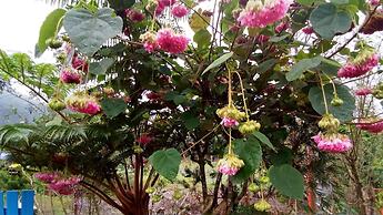 Zhen Shan Zhuang B&B