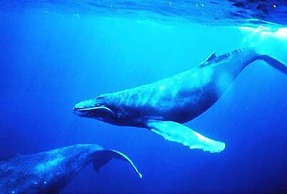 Hospedaje La Galerie