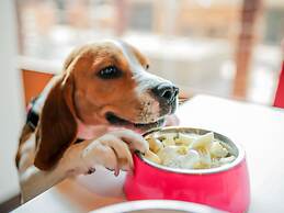 ibis Hyderabad Hitech City Hotel