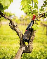 Resort & Winery Bosco De Medici