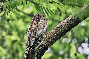 La Lancha by Francis Ford Coppola